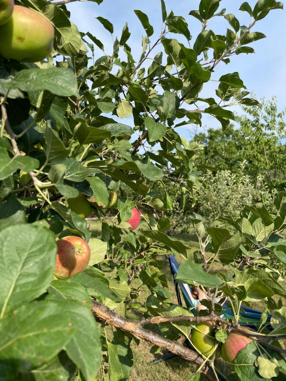 Ferienhaus Agropensiunea Anotimpuri Albestii Paminteni
