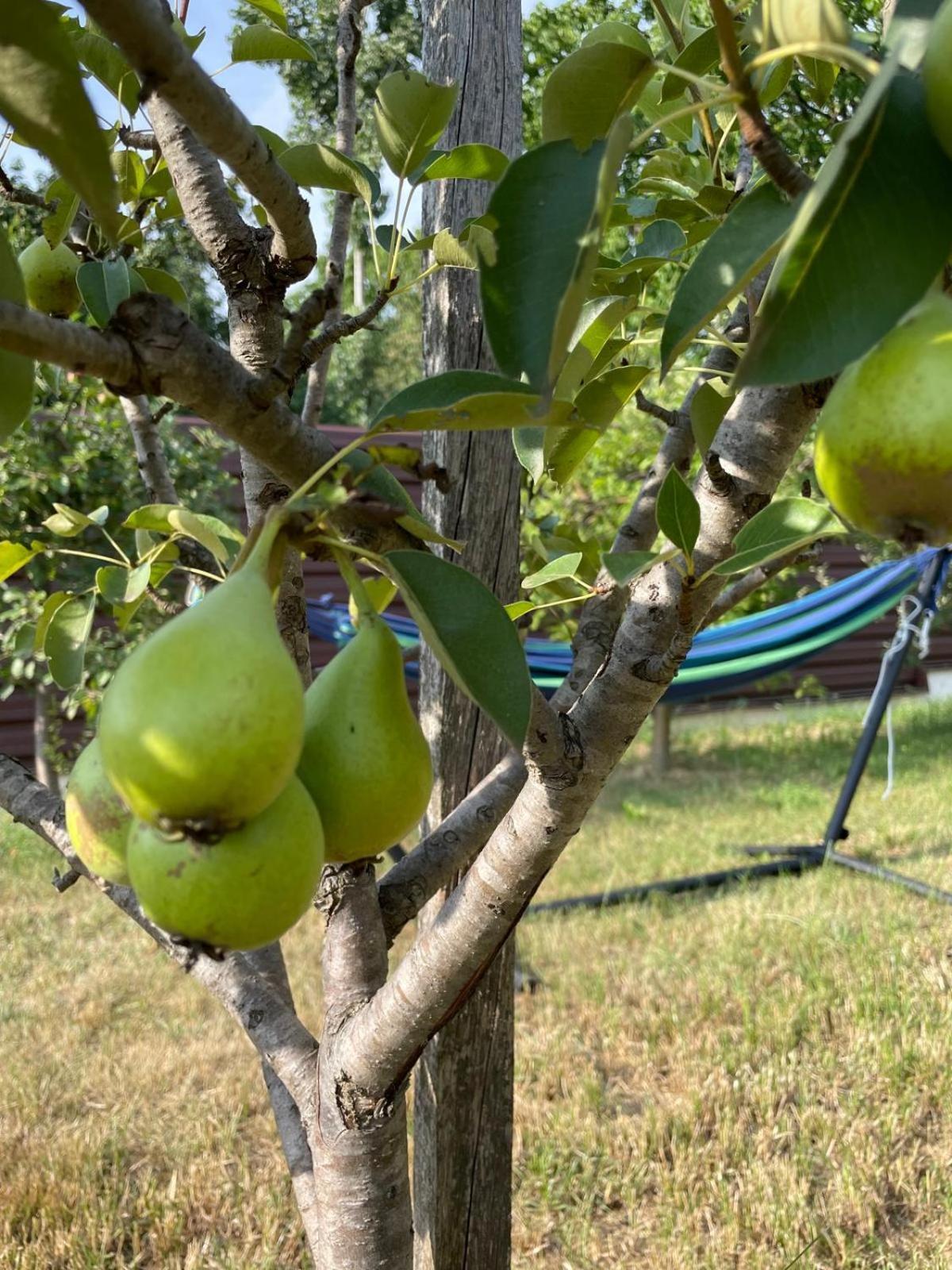 Agropensiunea Anotimpuri *