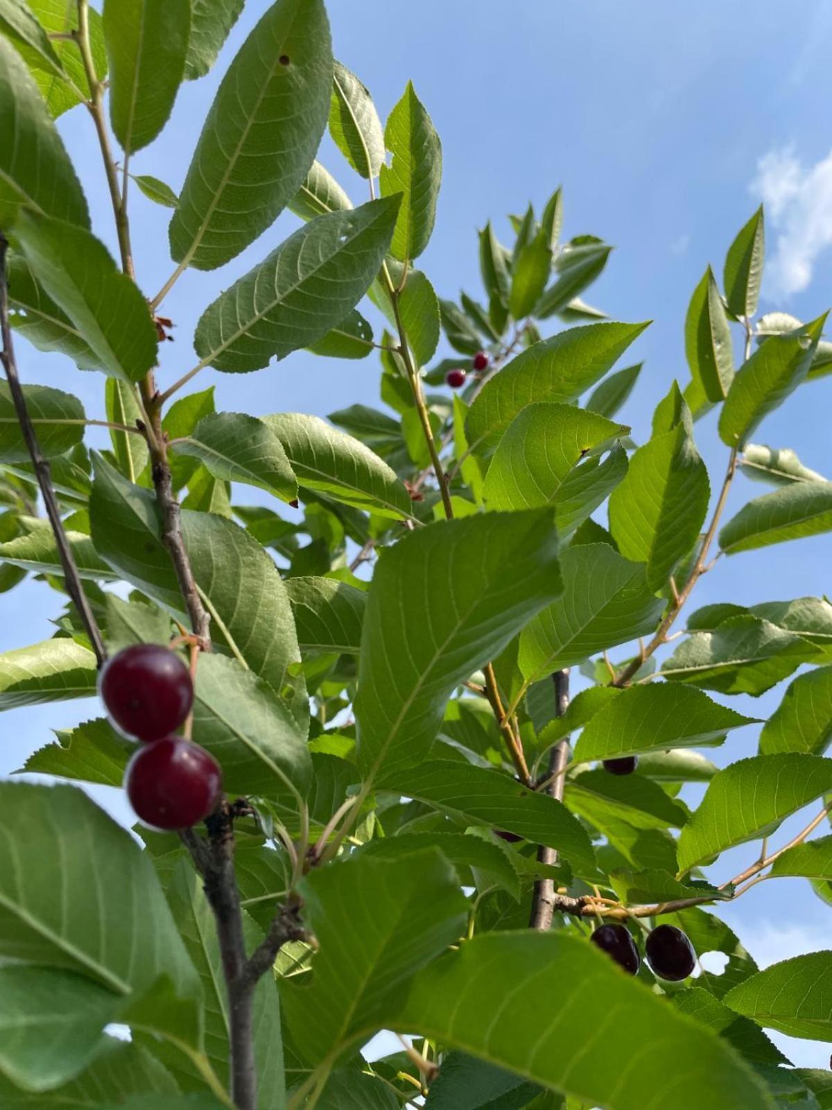 Agropensiunea Anotimpuri Ferienhaus Albestii Paminteni